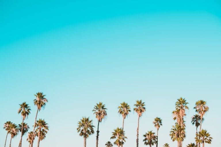 Tall palm trees with green fronds are silhouetted against a clear, bright blue sky, with no clouds visible—offering a sense of calm and clarity reminiscent of the atmosphere cultivated during Brooklyn Therapy sessions.